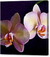 Orchid Light Canvas Print
