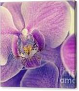 Orchid Lilac Dark Canvas Print