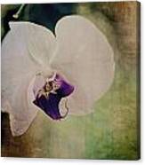 Orchid Canvas Print