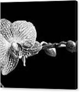 Orchid Phalaenopsis Flower Canvas Print