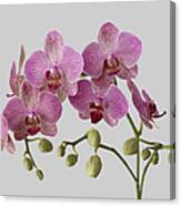 Orchid Plant On Grey Background Canvas Print