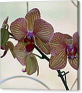 Orchid Series Canvas Print