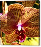 Orchid Study Vii Canvas Print