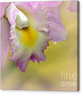 Orchid Whisper Canvas Print