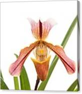 Orchid - Will The Slipper Fit Canvas Print