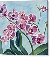 Orchids Canvas Print