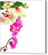 Orchids Canvas Print