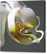 Orchid's Face Canvas Print