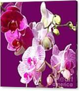 Orchids For Spring Canvas Print