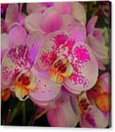 Orchids - Hot Pink Canvas Print
