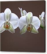 Orchids Illuminated Canvas Print