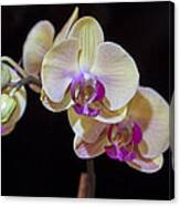 Orchids On Black Canvas Print
