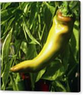 Organic Peppers Canvas Print