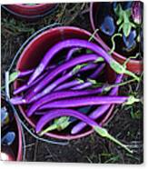 Organic Ping Tung Eggplant Canvas Print