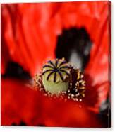 Oriental Poppy Canvas Print