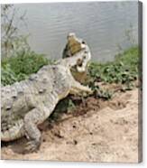 Orinoco Crocodile Fight Canvas Print