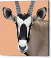 Oryx Portrait Namibia Canvas Print
