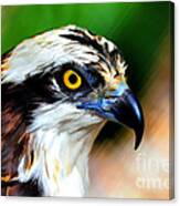 Osprey Portrait Canvas Print