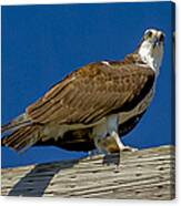 Osprey With Fish In Talons Canvas Print
