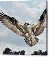 Osprey With Fish In Talons Canvas Print