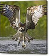 Osprey With Trout In Talons Finland Canvas Print