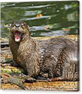 Otter Yawn Canvas Print