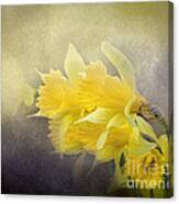 Out Of The Darkness - Daffodils Canvas Print