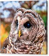 Owl Gaze Canvas Print
