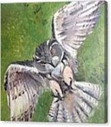 Flying Owl Canvas Print