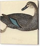 Pacific Black Duck Canvas Print