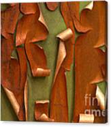 Pacific Madrone Tree Bark Canvas Print