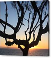 Pacific Tree Sunset Canvas Print
