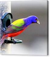Painted Bunting - Img 9755-004 Canvas Print
