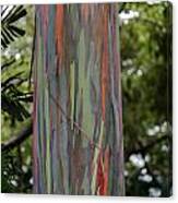Painted Eucalyptus Tree Canvas Print
