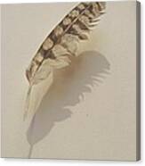 Painted Feather Canvas Print