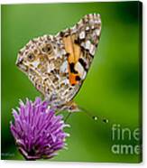 Painted Lady Ii Canvas Print