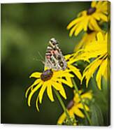 Painted Lady Canvas Print