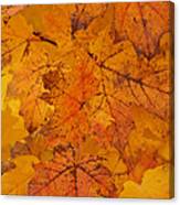 Painted Leaves Of Autumn Canvas Print