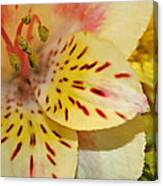 Painted Lily Canvas Print