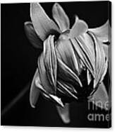 Painterly Dahlia Bud In Black And White Canvas Print