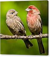 Pair Of House Finches In A Tree Canvas Print