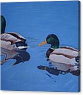 Pair Of Mallards Canvas Print