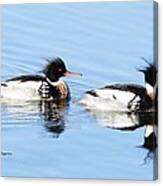 Pair Of Redbreasted Merganser's 6 Canvas Print