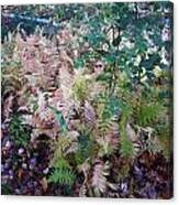 Pale Ferns Canvas Print