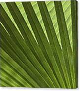 Palm Abstract Canvas Print