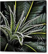 Palm Fronds 412 Canvas Print