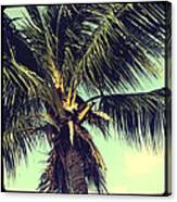 Palm Paradise Canvas Print