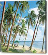 Palm Tree Near Beach Canvas Print