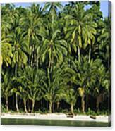 Palm Trees Along White Sand Beach Irian Canvas Print