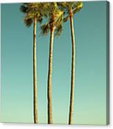 Palm Trees By The Pacific Ocean Canvas Print